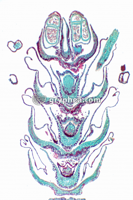 Epi sporifère ou strobile  CL x7 - gryphea.org